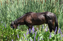 Cracker horse